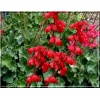 Heuchera Sanguinea Leuchtkafer - Żurawka Krwista Leuchtkafer - czerwony, zielony liść, wys. 40, kw 6/8 FOTO