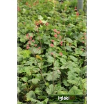 Heuchera Sanguinea Leuchtkafer - Żurawka Krwista Leuchtkafer - czerwony, zielony liść, wys. 40, kw 6/8 C0,5
