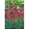 Heuchera Sanguinea Ruby Bells - Żurawka krwista Ruby Bells - czerwone, zielony liść, wys. 30, kw. 6/8 FOTO