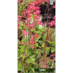 Heuchera Wendy - Żurawka Wendy - zielony liść, różowa, wys 20, kw 6/8 FOTO