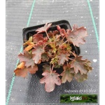 Heuchera Wendy - Żurawka Wendy - zielony liść, różowa, wys 20, kw 6/8 FOTO