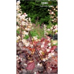 Heucherella Infinity - Żuraweczka Infinity - liść srebrno-fioletowy, wys. 30, kw. 6/7 FOTO