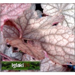 Heucherella Infinity - Żuraweczka Infinity - liść srebrno-fioletowy, wys. 30, kw. 6/7 FOTO