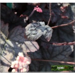 Heucherella Infinity - Żuraweczka Infinity - liść srebrno-fioletowy, wys. 30, kw. 6/7 C1,5