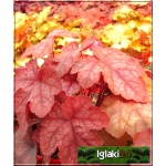 Heucherella Redstone Falls - Żuraweczka Redstone Falls - liście brązowo-złoto-czerwone, wys, 40, kw. 6/7 FOTO