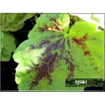 Heucherella Stoplight - Żuraweczka Stoplight - liście zielonkawożółte z buraczkowym zabarwieniem nerwów, wys. 50, kw 5/6 FOTO