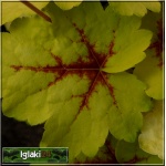 Heucherella Stoplight - Żuraweczka Stoplight - liście zielonkawożółte z buraczkowym zabarwieniem nerwów, wys. 50, kw 5/6 FOTO