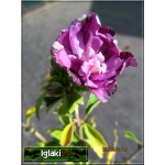 Hibiscus syriacus Violet Clair Double - Ketmia syryjska Violet Clair Double - fioletowe FOTO
