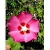 Hibiscus syriacus Woodbrigde - Ketmia syryjska Woodbrigde - różowe FOTO 