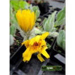 Hieracium villosum - Jastrzębiec kosmaty - żółte, wys. 40, kw 6/7 FOTO  