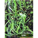 Hierochloe odorata - Trawa żubrowa - Żubrówka - wys. 90, kw 4/6 FOTO