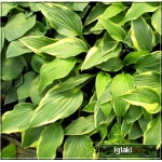 Hosta Antioch - Funkia Antioch - liście zielono-żółte, wys 40, kw 7/8 C2