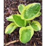 Hosta Antioch - Funkia Antioch - liście zielono-żółte, wys 40, kw 7/8 C2
