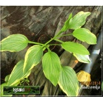 Hosta Antioch - Funkia Antioch - liście zielono-żółte, wys 40, kw 7/8 FOTO  