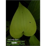 Hosta Fire Island - Funkia Fire Island - żółte liście, wys. 45cm, kw 6/8 FOTO 