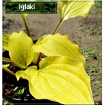 Hosta Fire Island - Funkia Fire Island - żółte liście, wys. 45cm, kw 6/8 FOTO 