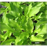 Hosta Fortunei Lancifolia - Funkia Fortunea Lancetolistna - zielone liście, wys. 35, kw 8/9 FOTO