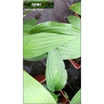 Hosta Fortunei Lancifolia - Funkia Fortunea Lancetolistna - zielone liście, wys. 35, kw 8/9 FOTO