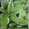 Hosta Francee - Funkia Francee - zielony biały brzeg liścia, wys. 75, kw 6/7 FOTO