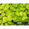 Hosta Glad Tidings - Funkia Glad Tidings - liście żółto-zielone, wys. 45, kw 6/7 FOTO