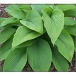 Hosta Green Acres - Funkia Green Acres - jasnozielony, wys. 60-70, kw 6/8 C2