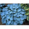 Hosta Hadspen Blue - Funkia Hadspen Blue - niebieski liść, wys. 40, kw 6/8 FOTO