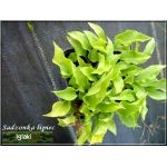 Hosta Minor (minima) - Funkia Minor (minima) - Funkia drobna - liście zielone, wys. 10, kw. 6/7 FOTO