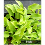 Hosta Minor (minima) - Funkia Minor (minima) - Funkia drobna - liście zielone, wys. 10, kw. 6/7 FOTO