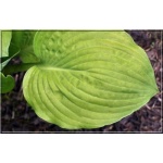 Hosta Oriana - Funkia Oriana - złotawo-zielone liście, wys. 40, kw 7/8 FOTO