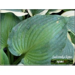 Hosta Paradigm - Funkia Paradigm - liście jasnozielone z zielonym brzegiem, wys. 50, kw 7/8 FOTO