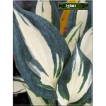 Hosta Paul Revere - Funkia Paul Revere - liść biały z zielonym marginesem, wys. 40, kw. 7/8 FOTO
