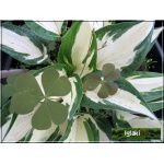 Hosta Paul Revere - Funkia Paul Revere - liść biały z zielonym marginesem, wys. 40, kw. 7/8 FOTO