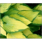 Hosta Pauls Glory - Funkia Pauls Glory - żółte liście zielony brzeg, wys. 60, wys. 7/8 FOTO