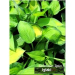 Hosta Pauls Glory - Funkia Pauls Glory - żółte liście zielony brzeg, wys. 60, wys. 7/8 FOTO