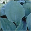 Hosta Sieboldiana Elegans - Funkia Sieboldiana Elegans -niebieskoszare liście, wys. 90, kw 7/8 FOTO
