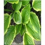 Hosta So Sweet - Funkia So Sweet - liście zielono-białe, wys. 45, kw. 7/8 FOTO