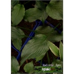 Hosta Stirfy - Funkia Stirfy - ciemnozielone, błyszczące liście, wys. 30, kw. 7 FOTO