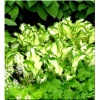 Hosta Undulata Mediovariegata - Funkia Undulata Mediovariegata - zielone z kremowobiałym wnętrzem, wys. 50, kw. 6 FOTO