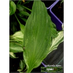 Hosta Undulata Mediovariegata - Funkia Undulata Mediovariegata - zielone z kremowobiałym wnętrzem, wys. 50, kw. 6 C2
