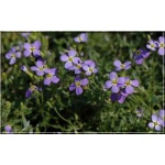 Houstonia caerulea - Houstonia błękitna - fioletowe, wys, 10, kw 5/6 FOTO 