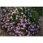 Houstonia caerulea - Houstonia błękitna - fioletowe, wys, 10, kw 5/6 FOTO 