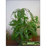 Hoya Pubicalyx - Hoya różowa FOTO