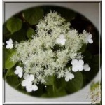 Hydrangea anomala petiolaris - Hortensja pnąca - białe FOTO