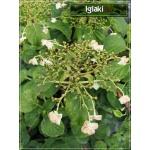 Hydrangea anomala petiolaris - Hortensja pnąca - białe FOTO