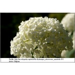 Hydrangea arborescens Annabelle - Hortensja krzewiasta Annabelle - kremowobiałe C2 20-40cm