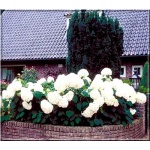 Hydrangea arborescens Annabelle - Hortensja krzewiasta Annabelle - kremowobiałe FOTO