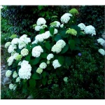 Hydrangea arborescens Annabelle - Hortensja krzewiasta Annabelle - kremowobiałe FOTO