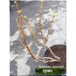 Hydrangea arborescens Grandiflora - Hortensja Krzewiasta Grandiflora - kremowobiałe FOTO 