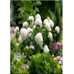 Hydrangea arborescens Incrediball - Hortensja krzewiasta Incrediball - Hydrangea arborescens Abetwo - Hortensja krzewiasta Abetwo - białe FOTO 