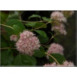 Hydrangea arborescens Pink Pincushion - Hortensja krzewiasta Pink Pincushion FOTO